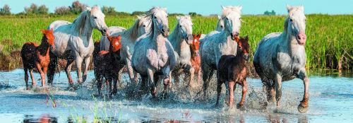 Dino Toys 393264 Puzzle Chevaux de Camargo panoramique Jouet