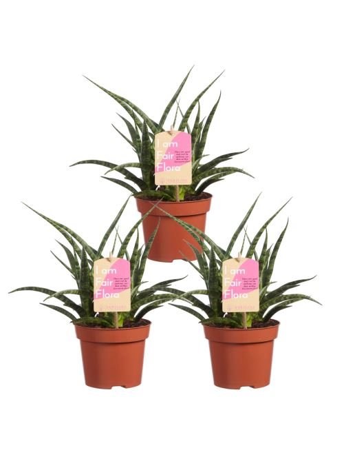 Plantes d'intérieur de Botanicly – 3 × Langue de belle-mère – Hauteur: 30 cm – Sansevieria Fernwood Punk