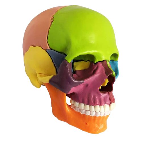 Modèle de crâne 15 pièces Peut être démonté pour les enfants cadeau