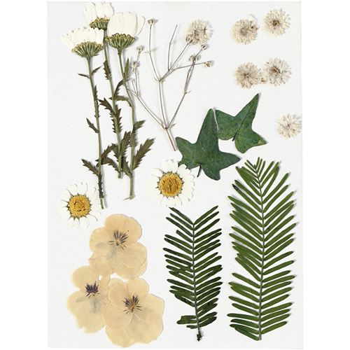 Creotime fleurs et feuilles jaunes séchées 19 pièces multicolores