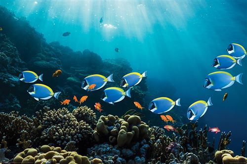 Maxi Poster 61 x 91,5 cm Surgeonfish & Goldies