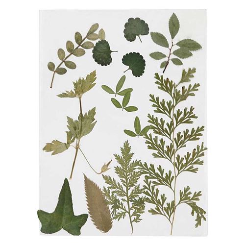 20 feuilles séchées et pressées - Vert - Creotime
