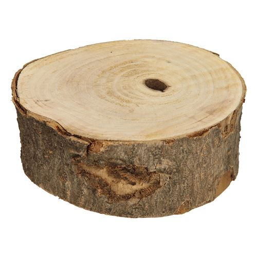 Bois de Paulownia, 16 cm