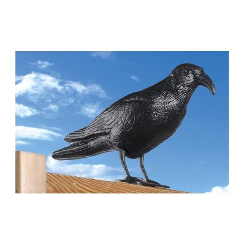 effaroucheur a pigeons - design de corbeau