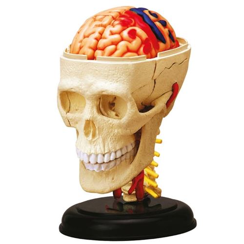 Explora anatomie crâne et cerveau