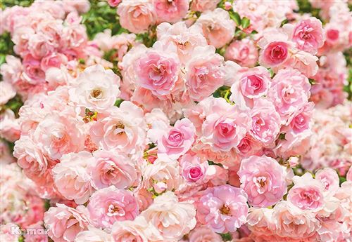 Komar 8–937 368 x 254 cmRosa Fleur Rose Floral Papier peint – Rose (lot de 8)
