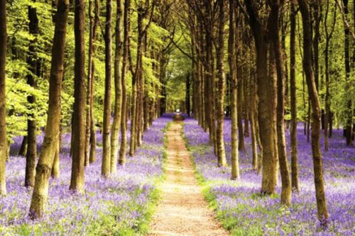 Forêts Poster - Sentier De Lavande Dans La Forêt (61x91 cm)