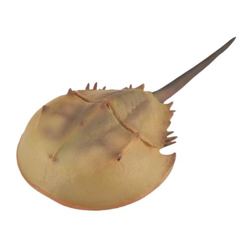Collecta jouer animal préhistorique crabe en fer à cheval 15 cm ABS marron