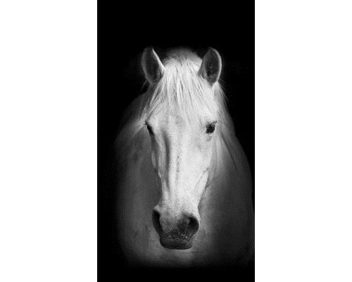AG Design Rideaux – Cheval – Rideaux Enfants – Impression Photo 3D - 180 x 160 cm - 1 voilages – FCSL 7520