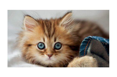 Puzzle Animaux : Chaton 200 Pieces Educa 17154 - vue 2