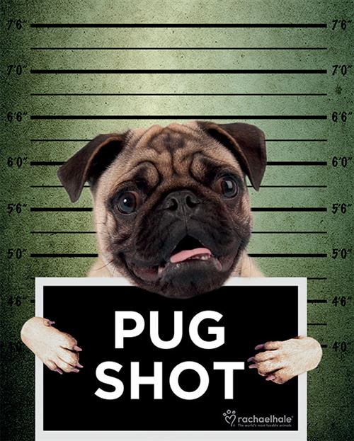 Rachael Hale - Pug Shot Banjo - 40x50 cm - AFFICHE / POSTER