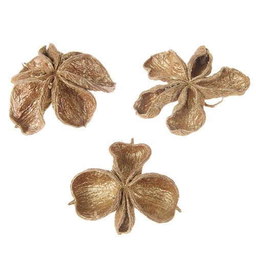 Landlotus Gold Dried, 4pcs