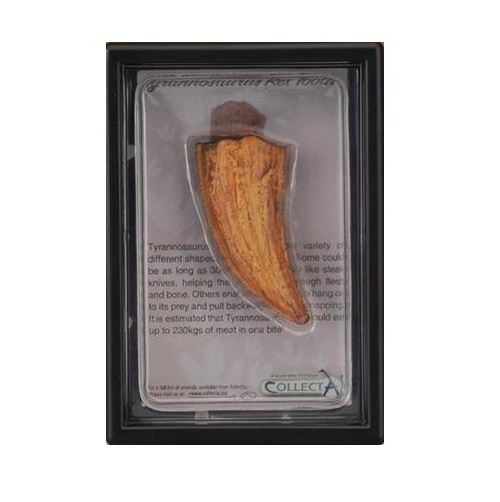 Collecta prehistorieDent en T-Rex 115 cm orange
