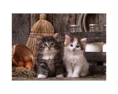 Puzzle 500 Pièces : Chatons Trop Mignons, Art Puzzle