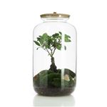 FICUS TERRARIUM