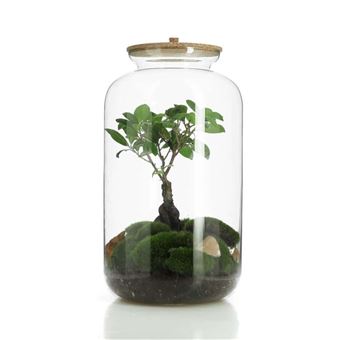 FICUS TERRARIUM