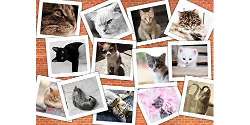 Grafika Puzzle 1500 Pieces Chats 1000 Pieces Achat Prix Fnac Grafika Puzzle 1500 Pieces Chats 1000 Pieces Achat Prix Fnac