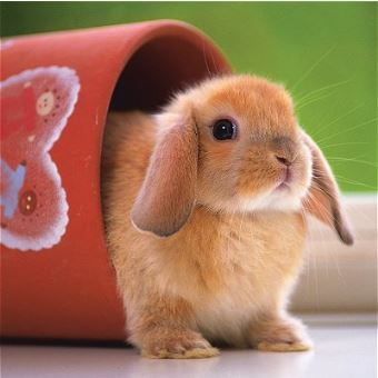 Puzzle 500 Pieces Mignon Petit Lapin Ravensburger 500 750 Pieces Achat Prix Fnac Puzzle 500 Pieces Mignon Petit Lapin Ravensburger 500 750 Pieces Achat Prix Fnac