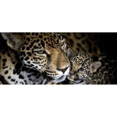 AG ART Jaguars, photo murale intissée, 202 x 90 cm, 1 part