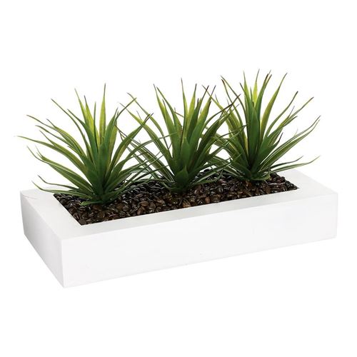 Centre de table - 3 Aloe Vera - H 17 cm