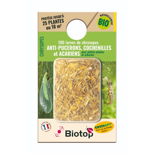 Chrysope 100 larves anti puceron préventif plantes basses