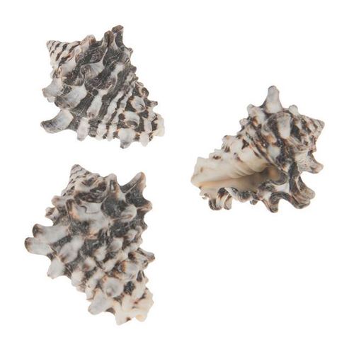 Vasum Cornigerum Shells, 1070gr.