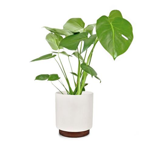 Pot de fleurs - Blumfeldt Enspijk - En bois de noyer - Fait à la main - 25 x 24 cm (ØxH) - Blanc
