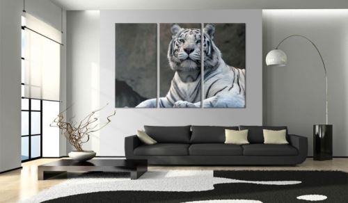 Tableau - Tigre blanc .Taille : 120x80
