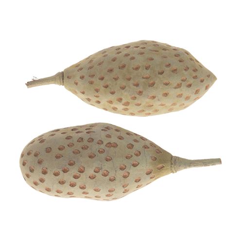 Baobab Fruit Décoration, 5pcs.
