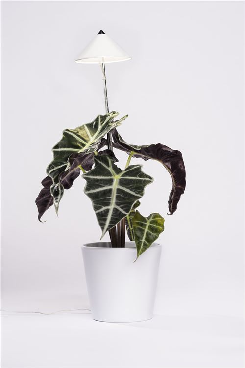 Parus by Venso Lampe à plantes SUNLiTE 7W blanc, lampe de croissance LED avec tige télescopique, lampe de croissance pour plantes d'