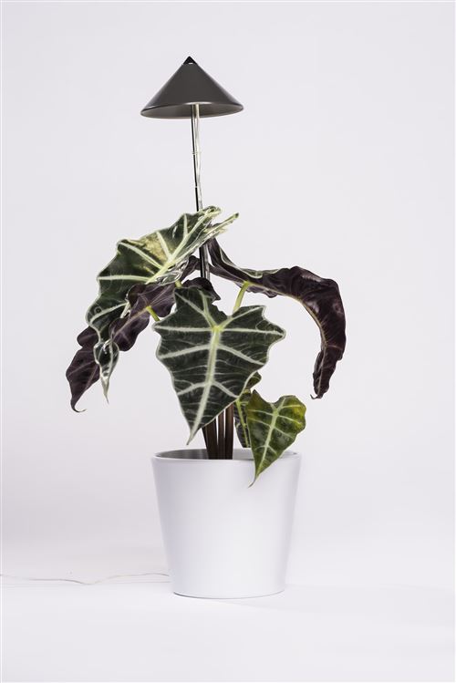 Parus by Venso Lampe à plantes SUNLiTE 7W gris, lampe de croissance LED avec tige télescopique, lampe de croissance pour plantes d'i