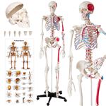 Mgm - explora - anatomie squelette - expérience anatomie MGM Pas Cher 