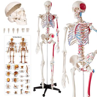 52 Sur Tectake Squelette Humain Grandeur Nature Detaille Modele