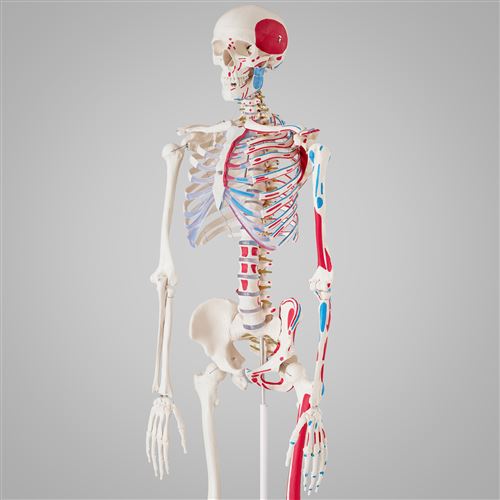 Le squelette humain, taille 80 cm