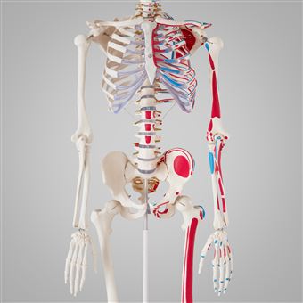 Mini maquette du squelette humain - 85 cm