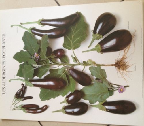 Les Aubergines - 40x50 cm - AFFICHE / POSTER