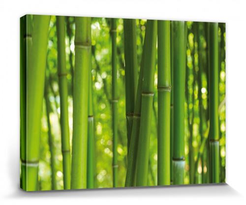 Bambous Poster Reproduction Sur Toile, Tendue Sur Châssis - Forêt De Bambou (30x40 cm)