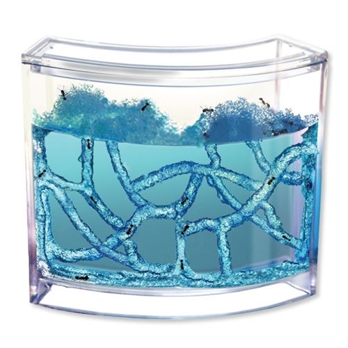 Meilleurs prix pour Aquarium naturel pour fourmilière milieu évolutif pour fourmis Antwo