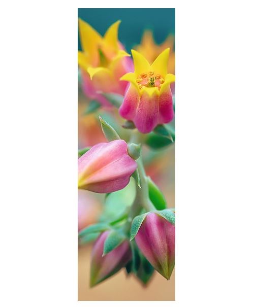 Puzzle 300 Pièces : Flowers in Bloom, Trefl