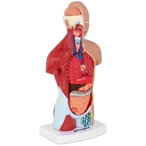 Modèle Anatomique Torse humain En 15 Parties Pour Enseignement Étude 26 cm PVC