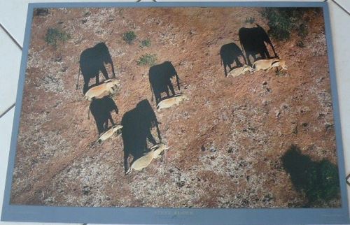 Steeve BLOOM - 50x70 cm - AFFICHE / POSTER
