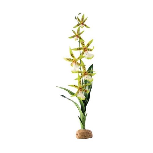 Meilleurs prix pour exo-terra orchidée (arachnis flos-aeris) - pour reptile ou amphibien