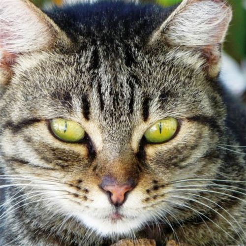 Chats Poster Reproduction Chat Tigre De Pres 100x100 Cm Poster Affiche Enroule Top Prix Fnac Chats Poster Reproduction Chat Tigre De Pres 100x100 Cm Poster Affiche Enroule Top Prix Fnac