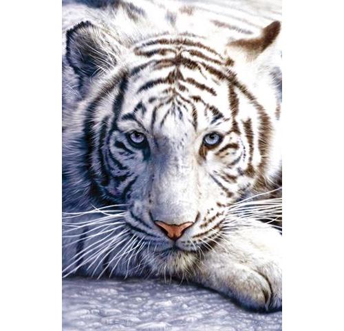 Félins Poster - Tigre Blanc (91x61 cm)