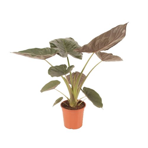 Plante d'intérieur de Botanicly – Alocasia – Hauteur: 80 cm – Alocasia Wentii