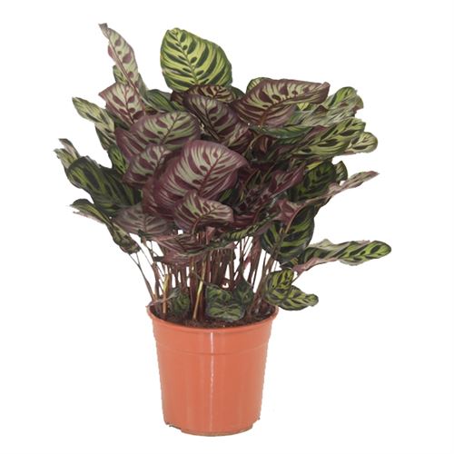 Plante d'intérieur de Botanicly – Calathea Makoyana – Hauteur: 80 cm
