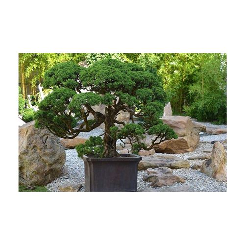 Secret Vert - Terreau pour bonsaïs 3kg (Lot de 3) - Terreaux paillis et  substrats - Achat & prix