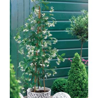 jasmin etoile en pot