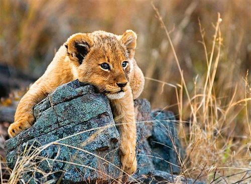 Ravensburger Puzzle 200 Pièces Petit Lionceau - Image 3