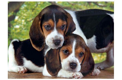 Puzzle chien beagles - 500 pieces - clementoni - collection 2 chiots